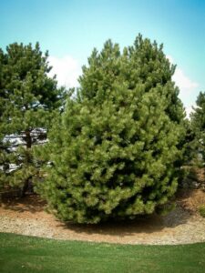 Сосна Чёрная (Pinus Nigra) купить по цене от 270.00р. в интернет-магазине «Посадика» с доставкой почтой в в Дубнае и по всей России – [изображение №1].