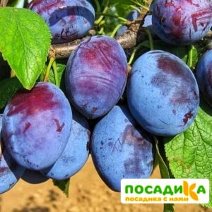 Слива Чачакская ранняя купить по цене от 229.00р. в интернет-магазине «Посадика» с доставкой почтой в в Дубнае и по всей России – [изображение №1].