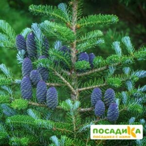 Пихта корейская (Abies koreana) купить по цене от 450.00р. в интернет-магазине «Посадика» с доставкой почтой в в Дубнае и по всей России – [изображение №1].