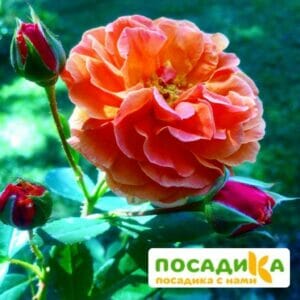 Роза Арабия купить по цене от 350.00р. в интернет-магазине «Посадика» с доставкой почтой в в Дубнае и по всей России – [изображение №1].