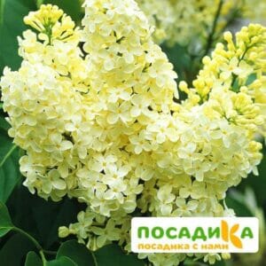 Сирень Примроуз (Primrose) купить по цене от 529.00р. в интернет-магазине «Посадика» с доставкой почтой в в Дубнае и по всей России – [изображение №1].