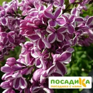 Сирень Сенсация купить по цене от 529.00р. в интернет-магазине «Посадика» с доставкой почтой в в Дубнае и по всей России – [изображение №1].