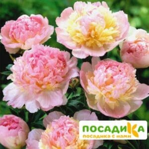 Пион Распберри Сандей (Paeonia Raspberry Sundae) купить по цене от 959р. в интернет-магазине «Посадика» с доставкой почтой в в Дубнае и по всей России – [изображение №1].