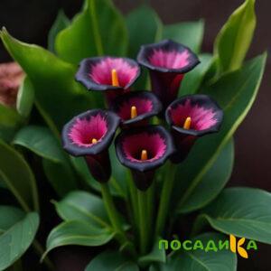 Калла Аура Лейс купить по цене от 400р. в интернет-магазине «Посадика» с доставкой почтой в в Дубнае и по всей России – [изображение №1].