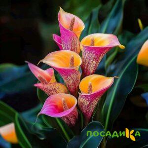 Калла Оникс купить по цене от 450р. в интернет-магазине «Посадика» с доставкой почтой в в Дубнае и по всей России – [изображение №1].