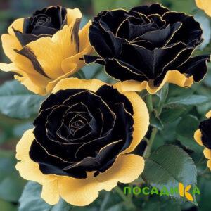 Роза Ханни Сикл купить по цене от 700р. в интернет-магазине «Посадика» с доставкой почтой в в Дубнае и по всей России – [изображение №1].
