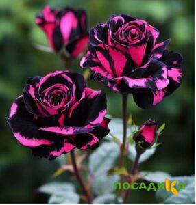 Роза Багровый Шепот купить по цене от 366р. в интернет-магазине «Посадика» с доставкой почтой в в Дубнае и по всей России – [изображение №1].