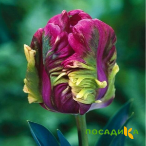 Тюльпан Экзотик Хэвен купить по цене от 186р. в интернет-магазине «Посадика» с доставкой почтой в в Дубнае и по всей России – [изображение №1].