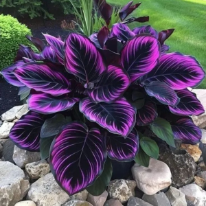 Хоста Люминоза купить по цене от 450р. в интернет-магазине «Посадика» с доставкой почтой в в Дубнае и по всей России – [изображение №1].