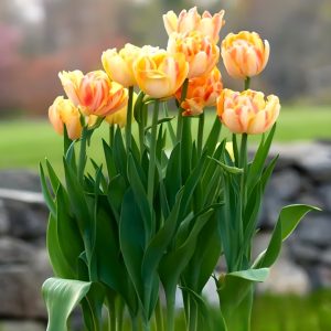 Тюльпан Верона Санрайз купить по цене от 280р. в интернет-магазине «Посадика» с доставкой почтой в в Дубнае и по всей России – [изображение №1].