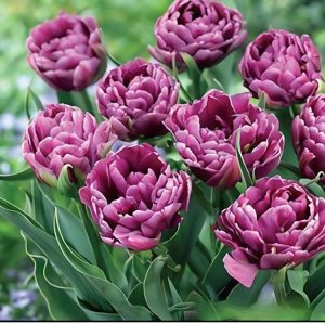 Тюльпан Айс Крим купить по цене от 430р. в интернет-магазине «Посадика» с доставкой почтой в в Дубнае и по всей России – [изображение №1].