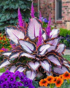 Хоста Кримэн Дрим купить по цене от 549р. в интернет-магазине «Посадика» с доставкой почтой в в Дубнае и по всей России – [изображение №1].