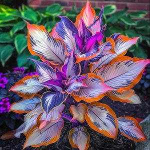 Хоста Эмеральд Тиара купить по цене от 602р. в интернет-магазине «Посадика» с доставкой почтой в в Дубнае и по всей России – [изображение №1].