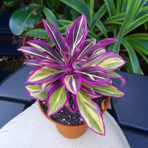 Хоста Сильвер Стик купить по цене от 650р. в интернет-магазине «Посадика» с доставкой почтой в в Дубнае и по всей России – [изображение №1].