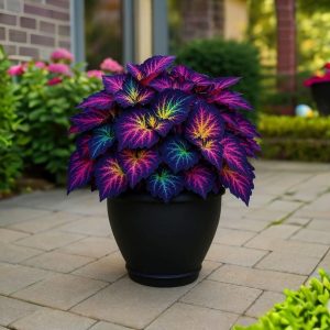 Хоста Фрости Блю купить по цене от 389р. в интернет-магазине «Посадика» с доставкой почтой в в Дубнае и по всей России – [изображение №1].