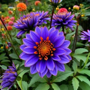 Георгин Лазурит купить по цене от 799р. в интернет-магазине «Посадика» с доставкой почтой в в Дубнае и по всей России – [изображение №1].