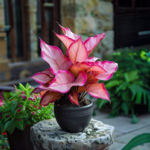 Хоста Розовая Симфония купить по цене от 800р. в интернет-магазине «Посадика» с доставкой почтой в в Дубнае и по всей России – [изображение №1].