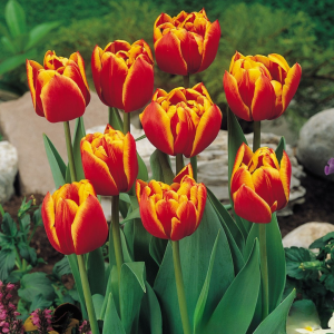 Тюльпан Блэк Фаер купить по цене от 275р. в интернет-магазине «Посадика» с доставкой почтой в в Дубнае и по всей России – [изображение №1].