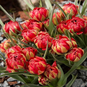 Тюльпан Ап Пинк купить по цене от 390р. в интернет-магазине «Посадика» с доставкой почтой в в Дубнае и по всей России – [изображение №1].