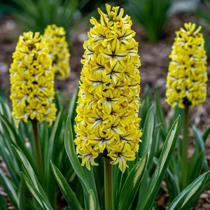 Гиацинт Сансет Голд купить по цене от 2099р. в интернет-магазине «Посадика» с доставкой почтой в в Дубнае и по всей России – [изображение №1].