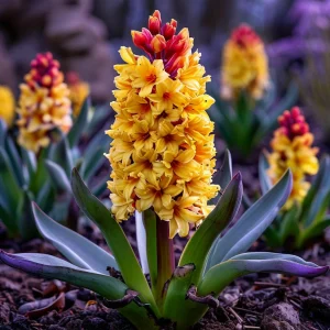 Гиацинт Миднайт Мистери купить по цене от 2099р. в интернет-магазине «Посадика» с доставкой почтой в в Дубнае и по всей России – [изображение №1].