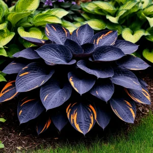 Хоста Умбра купить по цене от 349р. в интернет-магазине «Посадика» с доставкой почтой в в Дубнае и по всей России – [изображение №1].