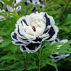 Пион Монохромный Шик купить по цене от 429р. в интернет-магазине «Посадика» с доставкой почтой в в Дубнае и по всей России – [изображение №1].