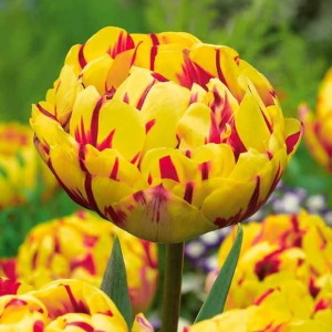 Тюльпан махровый Голден Ницц купить по цене от 361р. в интернет-магазине «Посадика» с доставкой почтой в в Дубнае и по всей России – [изображение №1].