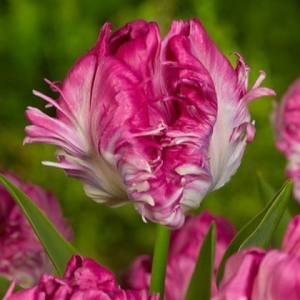 Тюльпан махровый Кул Кристал купить по цене от 400р. в интернет-магазине «Посадика» с доставкой почтой в в Дубнае и по всей России – [изображение №1].