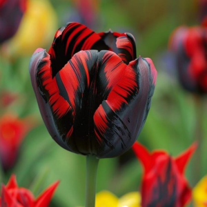 Тюльпан Блэк Перрот купить по цене от 351р. в интернет-магазине «Посадика» с доставкой почтой в в Дубнае и по всей России – [изображение №1].