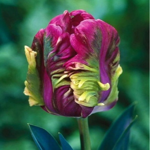 Тюльпан Экзотик Хэвен купить по цене от 186р. в интернет-магазине «Посадика» с доставкой почтой в в Дубнае и по всей России – [изображение №1].