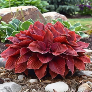 Хоста Малыш Шедевр купить по цене от 421р. в интернет-магазине «Посадика» с доставкой почтой в в Дубнае и по всей России – [изображение №1].