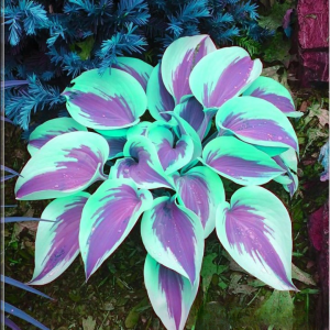 Хоста Висперин Бьюти купить по цене от 379р. в интернет-магазине «Посадика» с доставкой почтой в в Дубнае и по всей России – [изображение №1].