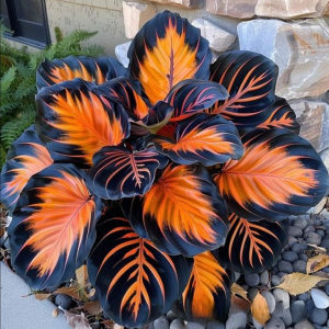 Хоста Сикрет Форест купить по цене от 601р. в интернет-магазине «Посадика» с доставкой почтой в в Дубнае и по всей России – [изображение №1].