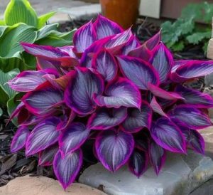 Хоста Сикрет Гарденс купить по цене от 549р. в интернет-магазине «Посадика» с доставкой почтой в в Дубнае и по всей России – [изображение №1].