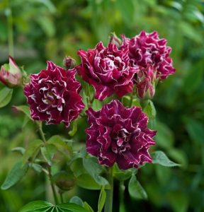 Роза Опаловый Пейзаж купить по цене от 490р. в интернет-магазине «Посадика» с доставкой почтой в в Дубнае и по всей России – [изображение №1].