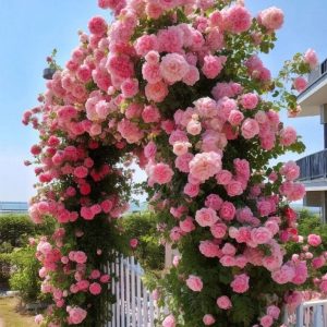 Роза Пастель Розе купить по цене от 605р. в интернет-магазине «Посадика» с доставкой почтой в в Дубнае и по всей России – [изображение №1].